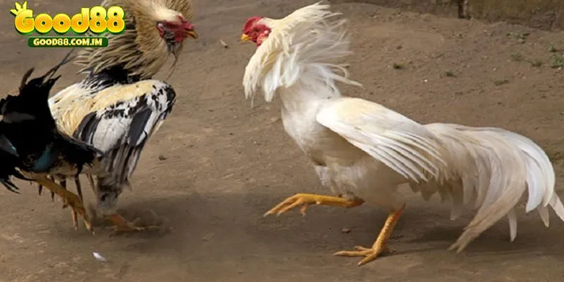 Truyền hình trực tiếp sinh động sắc nét