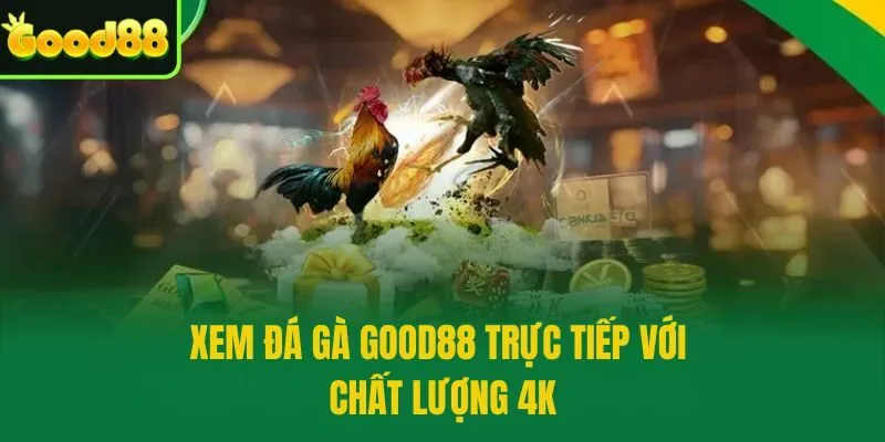 Xem đá gà Good88 trực tiếp với chất lượng 4K